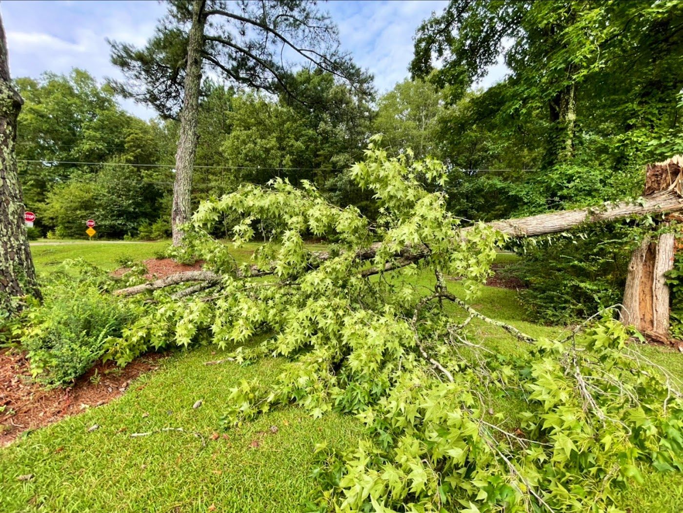 Fallen tree cleanup