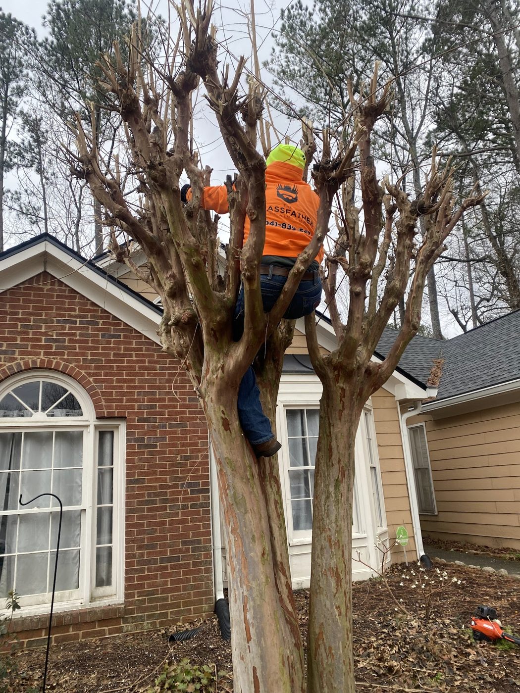 Tree trimming