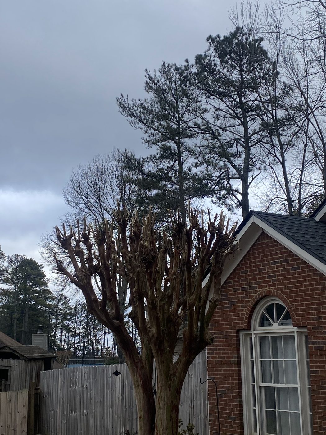 Trimmed trees and shrubs